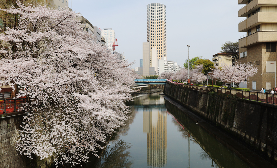 目黒川と満開の桜(2024年4月)
